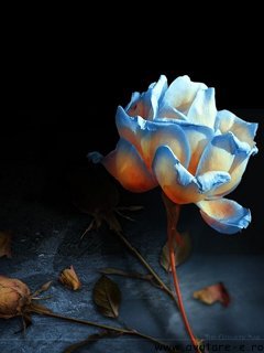 www_avatare-e_ro_flower150