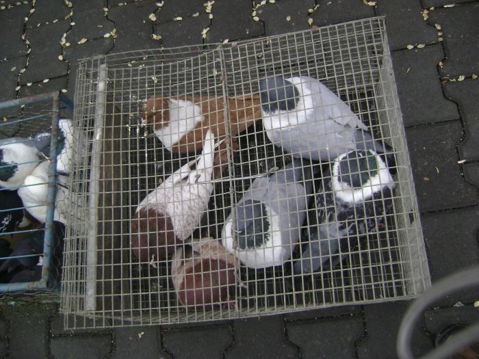 DSC05704 - Expozitie Sancraiu de Mures 2009 - Targ