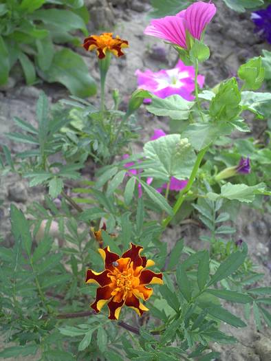 PICT0041