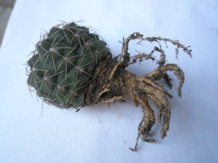 P4110204 - RADACINI de cactus
