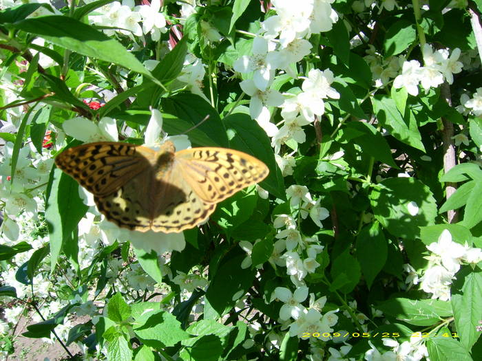 Picture 166 - gradina in 2009