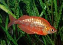 Glossolepis%20incisus