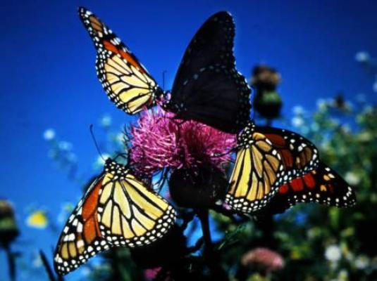 monarchs-feeding - Am si Fluturasi