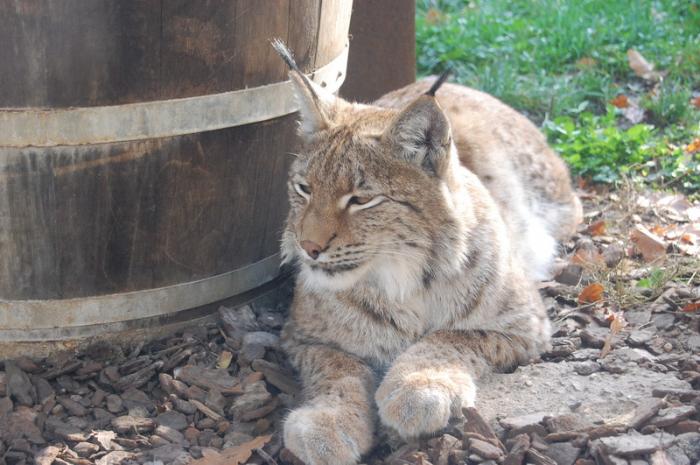 DSC_0085 - zoo amneville