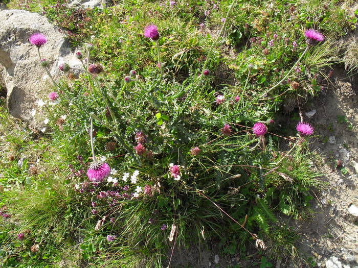 SDC10092 - Valea Caraiman-Bucegi