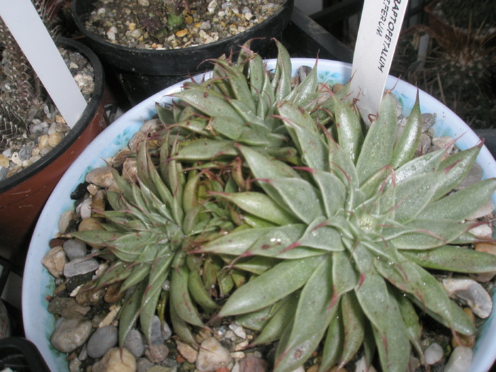 Graptopetalum filiferum - cactusi la iernat 2009-2010