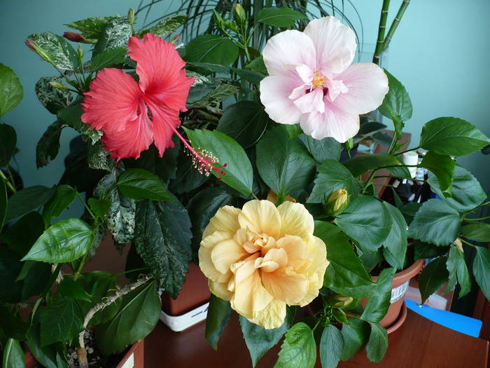 P1140968 - HIBISCUSI