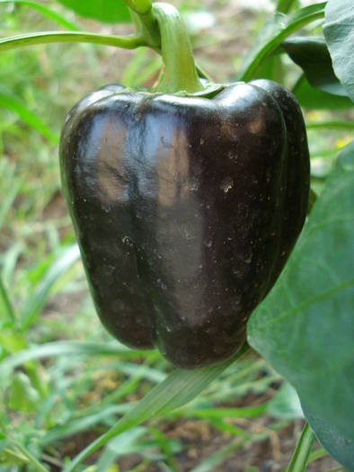 Bell Pepper Purple Flame (2009, Aug.04)
