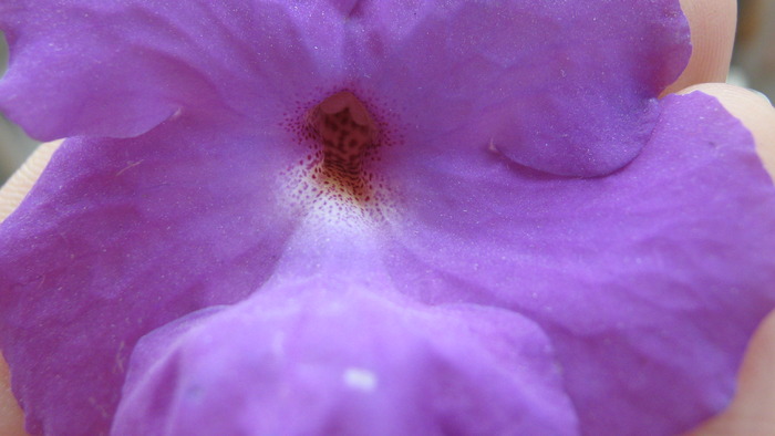 floare achimenes
