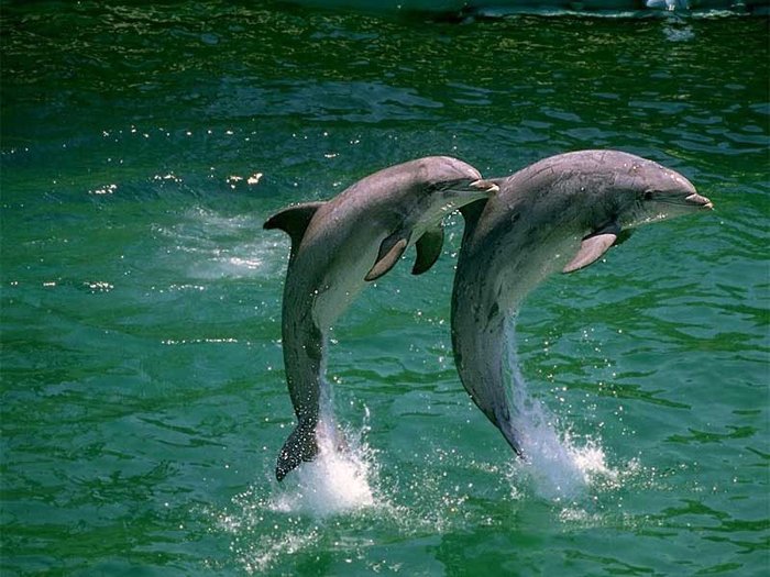 dolphins_wallpapers_40[1] - Poze superbe
