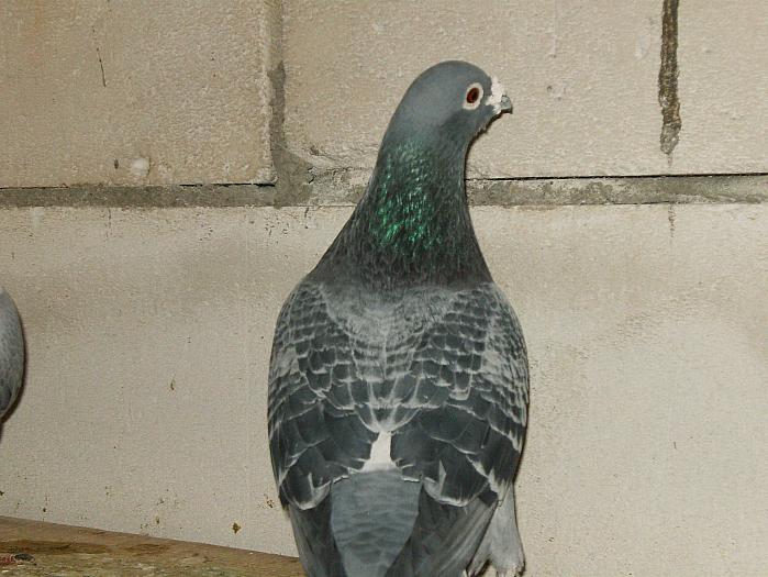 HPIM2176 - porumbei 2009