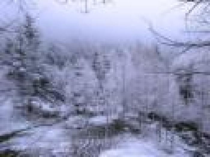 in-padure-1084-13_tmb