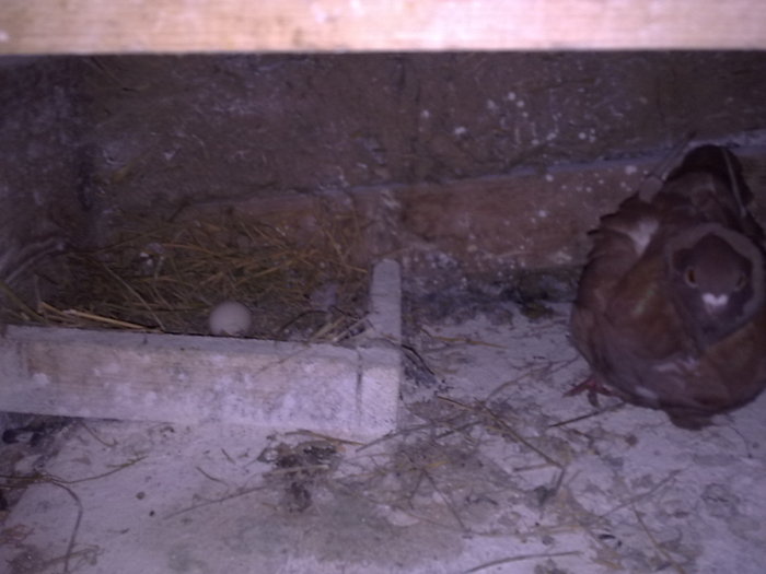 primul ou pe 2010 - 3 Porumbei mei