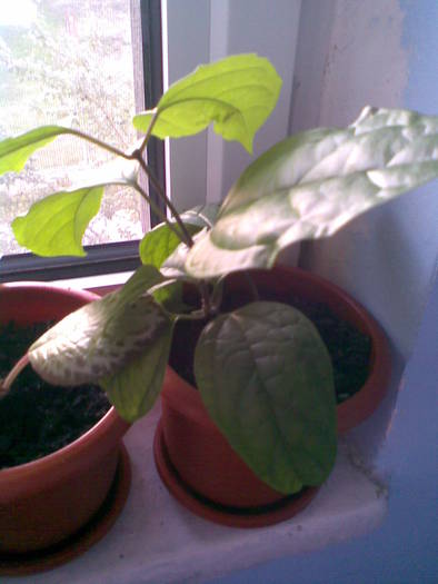 clerodendrum thomsoniae