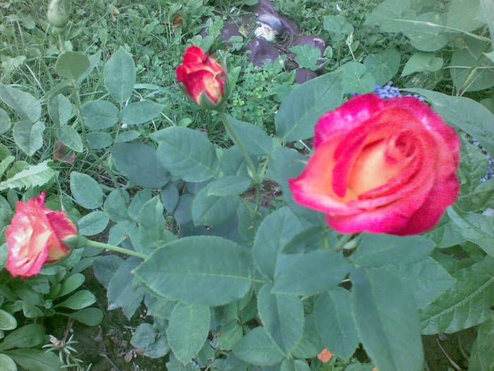 trandafir-galben cu rosu