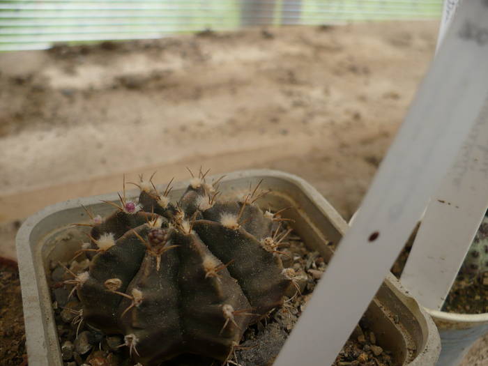 Gymnocalycium yoosensianus - Cactusi 2009