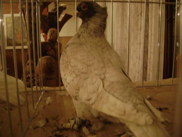 DSC05441 - expozitia tarnaveni 2009