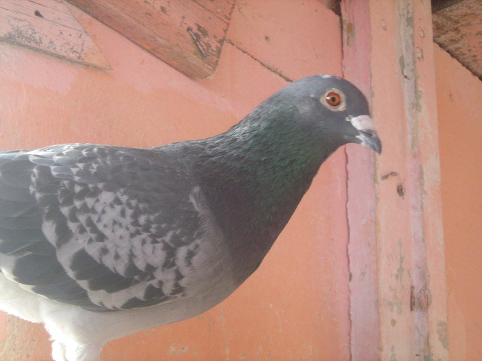 Picture 444 - porumbei mei zburati in 2009