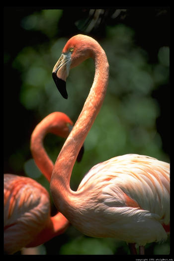 flamingo-double-19_4 - club cu pasari