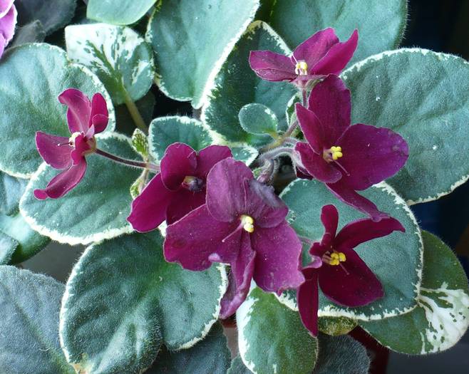 P1130477 - Saintpaulia - violete de camera