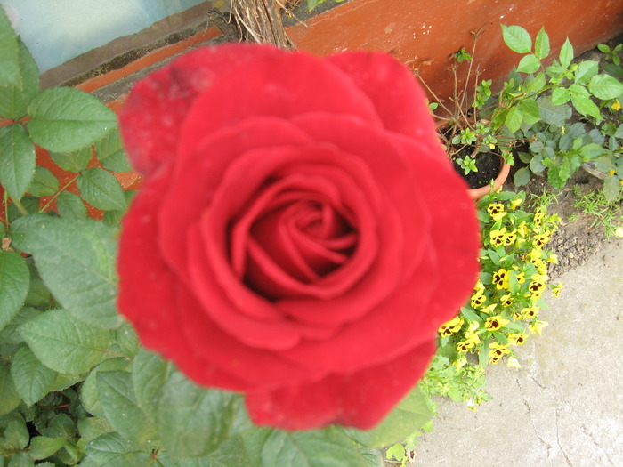 IMG_4161; trandafir
