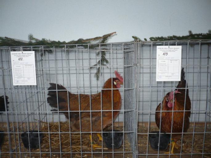 italian potarnichie; rasa ptr oua.
