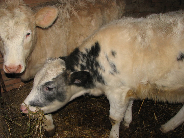 metisi carne1; tineret femel BBB*BR, 7 luni
