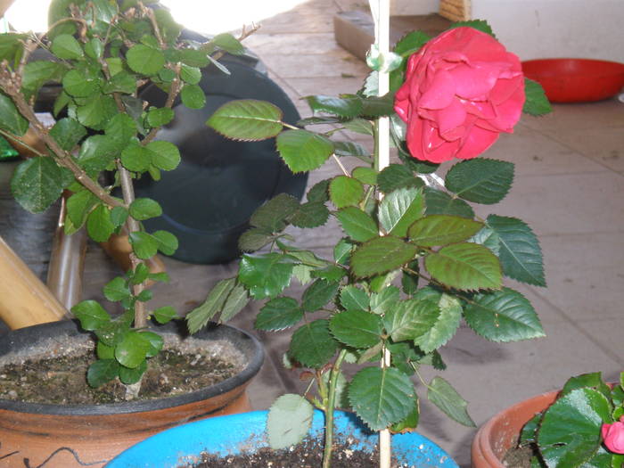 trandafir pitic - FLORILE MELE 2009