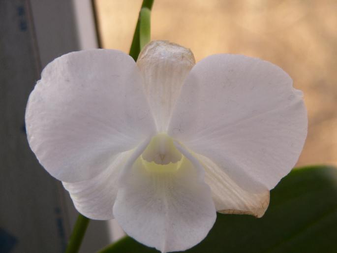 P1130056 - orchidee