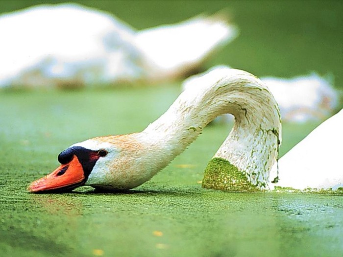 webshots340 - Animale