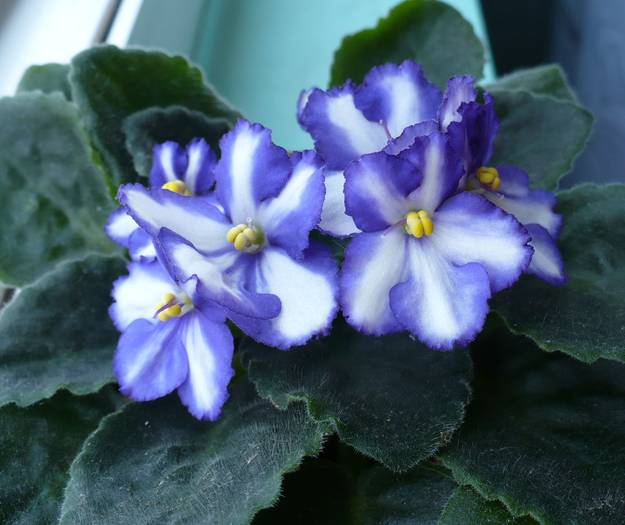P1130785 - Saintpaulia - violete de camera