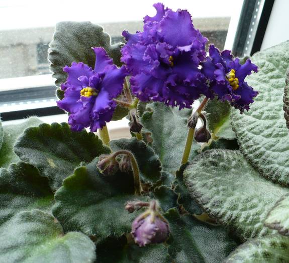 Ozio-sport - Saintpaulia - violete de camera