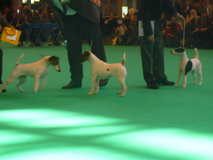 P1050511 - crufts 2009 smooth fox  and wire