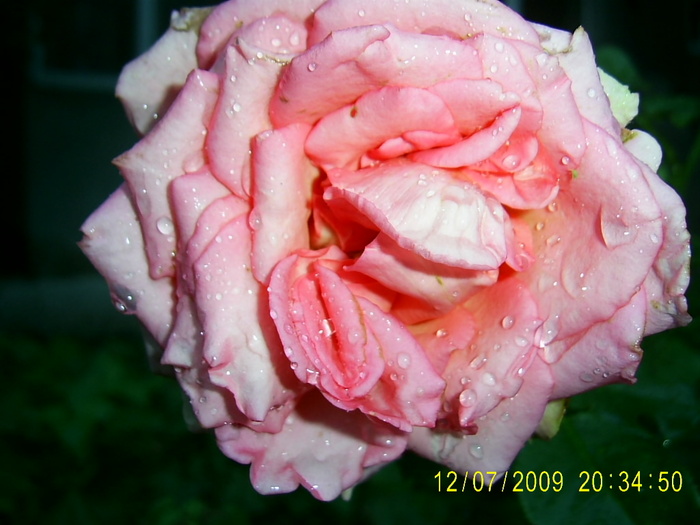 trandafirii (14) - Trandafirii lui Tusi