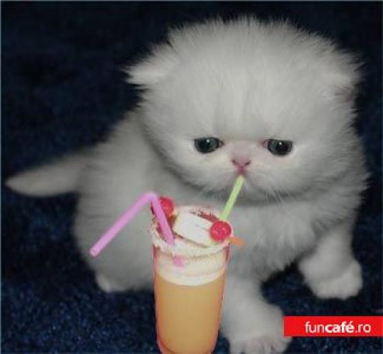 1827_cocktail_kitten