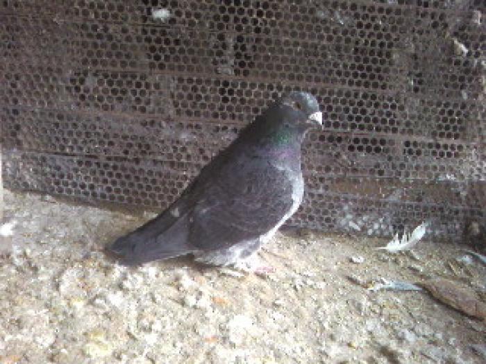 F 05 - porumbei_standarde-de-frumusete fosti si actuali