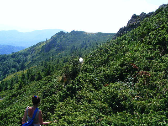 DSCF4397 - 2 august 2009 Traseu Suior Secatura Creasta Cocosului Gutaiul Doamnei  Vf Gutai