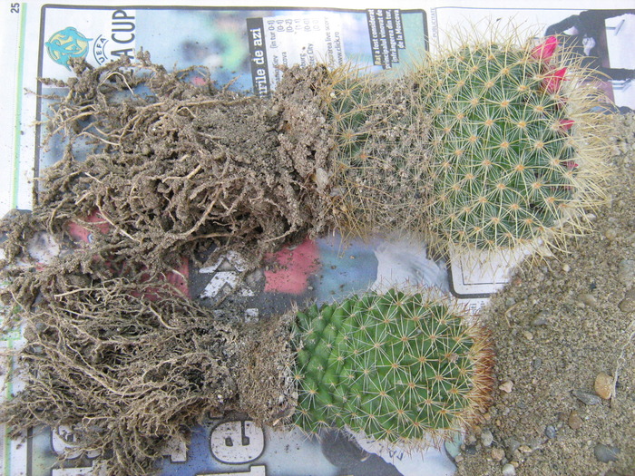 IMG_1407 - Cactusi la mosie 1 octombrie 2009