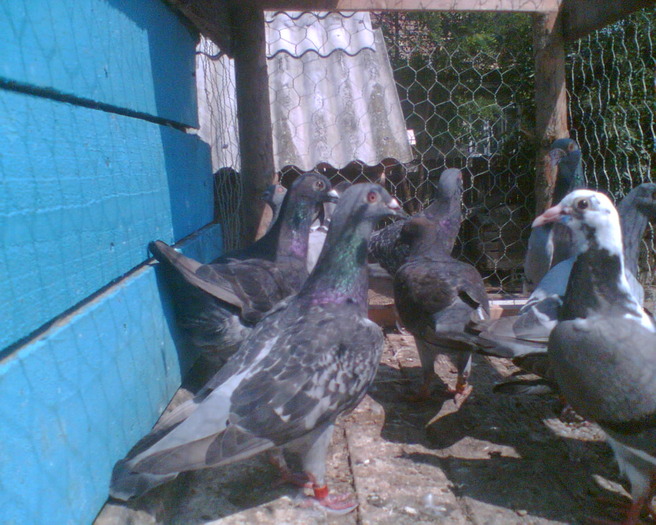 n - porumbei voiajori