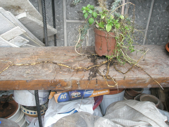 radacini la Opuntia imbricata - 17.01 - plante de exterior - 2009 - 2010
