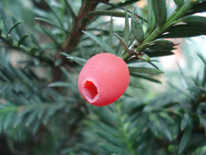 Common Yew (2009, September 11) - Taxus baccata_European Yew