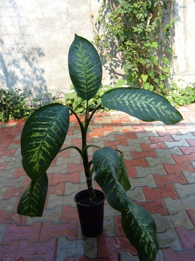 dieffenbachia 3 - decorative prin frunze