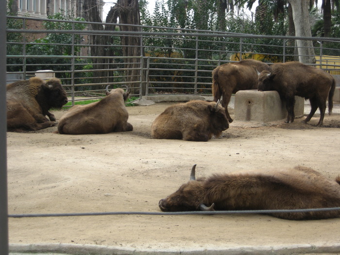 IMG_0456 - Gradina Zoologica din Barcelona