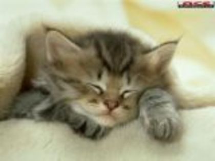 pisica dormind - Pisici
