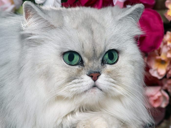 Silver Shaded Persian - Desktop Pisici