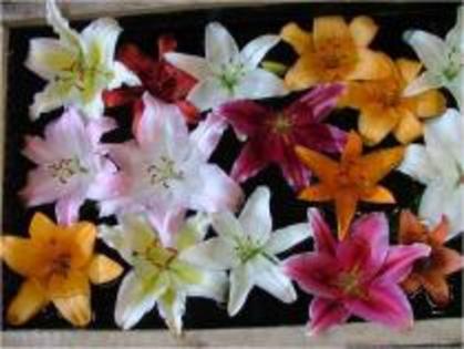 EEQMVXPGRLQOVQKAPGU - aaa-cele mai frumoase flori din lume-aaa