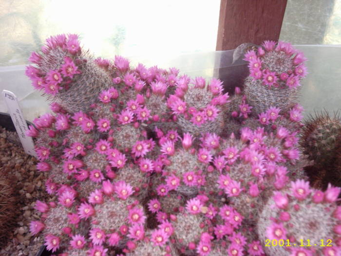 52-Mammillaria zeilmanniana
