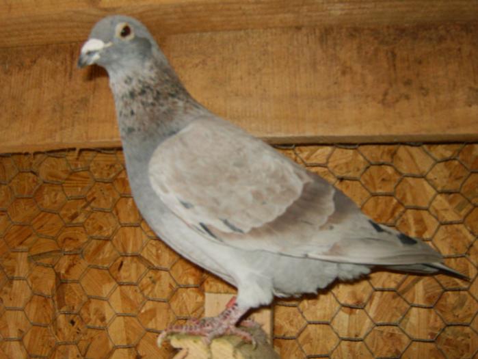 HPIM2208 - porumbei 2009