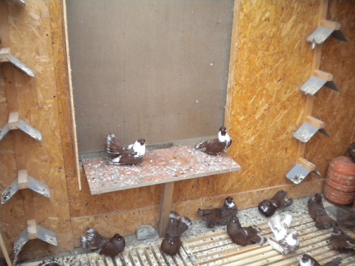 Picture 131 - Raicu 1