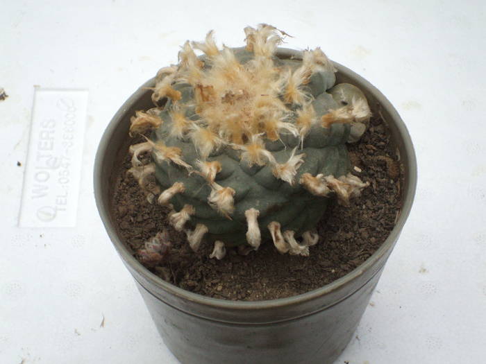 Lophophora williamsii - colectia mea de cactusi